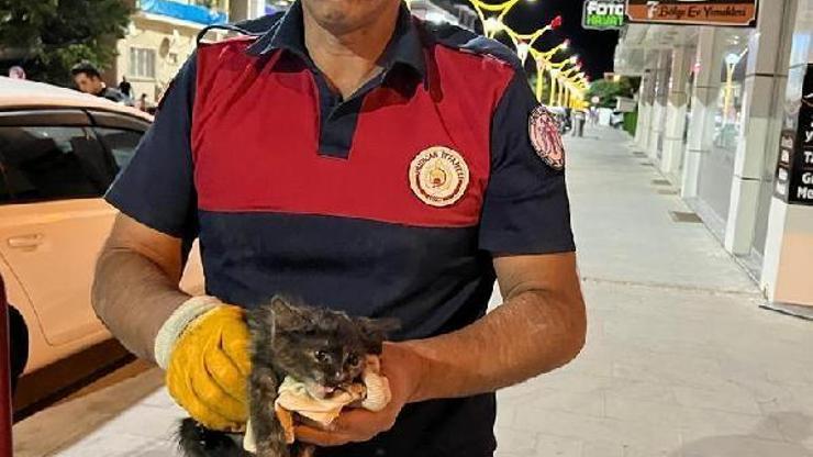 Erzincan itfaiyesinin kedi mesaisi