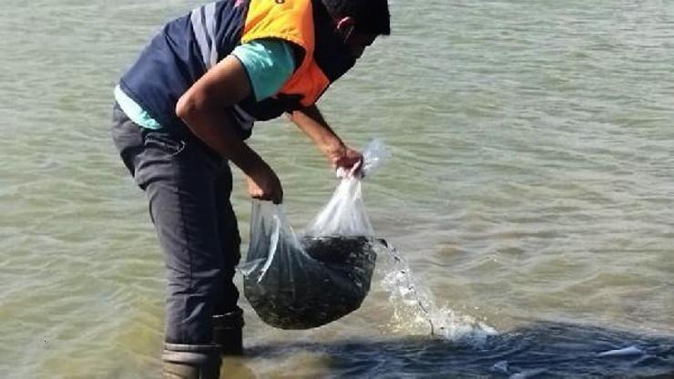 Tahtaköprü Barajına 100 bin yavru balık bırakıldı