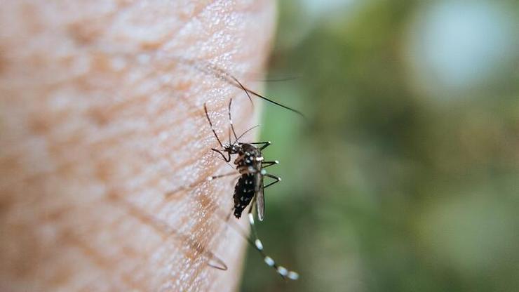 Batı Nil virüsü enfeksiyonunun 4 belirtisine dikkat