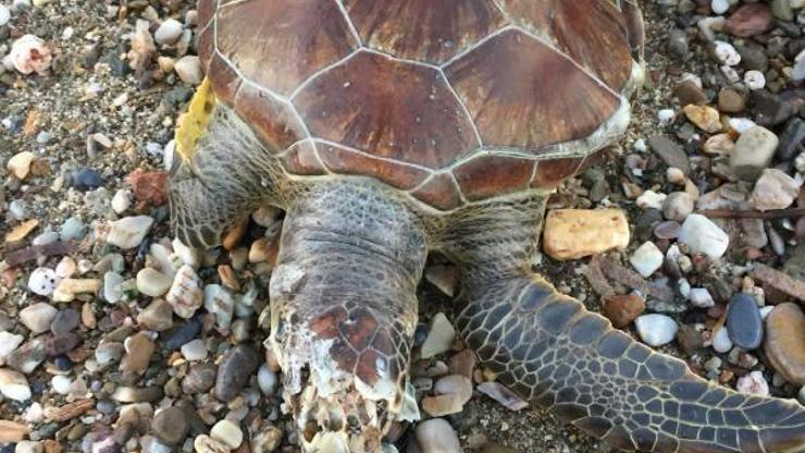 Ölü caretta caretta kıyıya vurdu