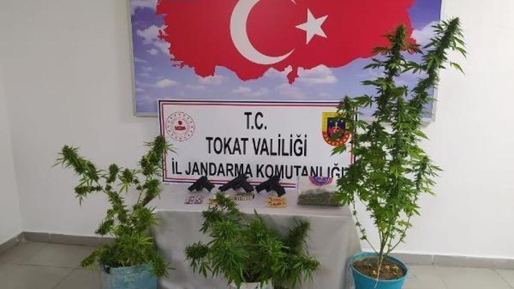 Tokatta çiçek saksısında 13 shunk bitkisi ele geçirildi