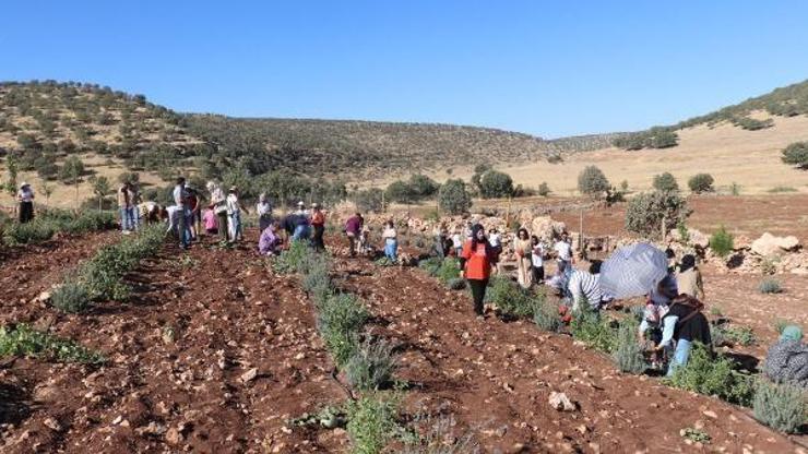 Midyat’ta kadınların lavanta bahçesine dönüştürdüğü atıl arazi, ekmek kapıları oldu
