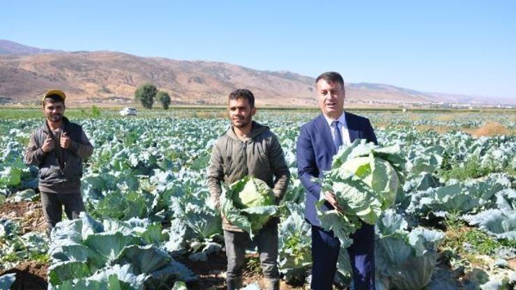Üretici lahananın hasadı için tarlaya girdi