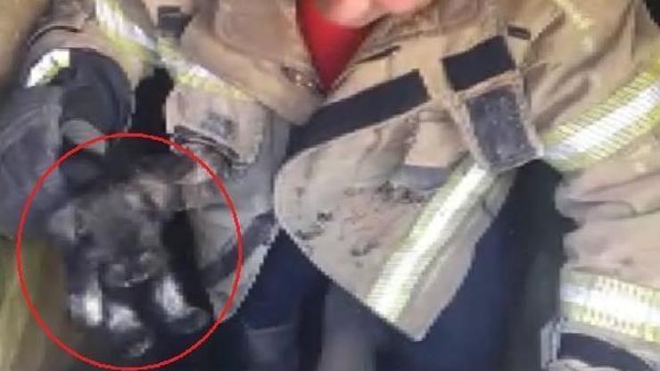 Foseptiğe düşen yavru köpeği itfaiye kurtardı