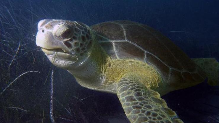Kuşadası Belediyesi Deniz Canlıları Tanıtım Merkezi kuruyor