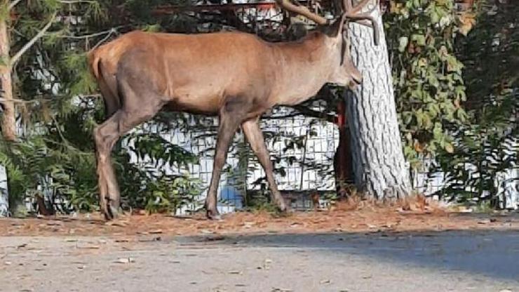 Manisada okul bahçesinde görülen geyik için ekipler arama çalışması başlattı