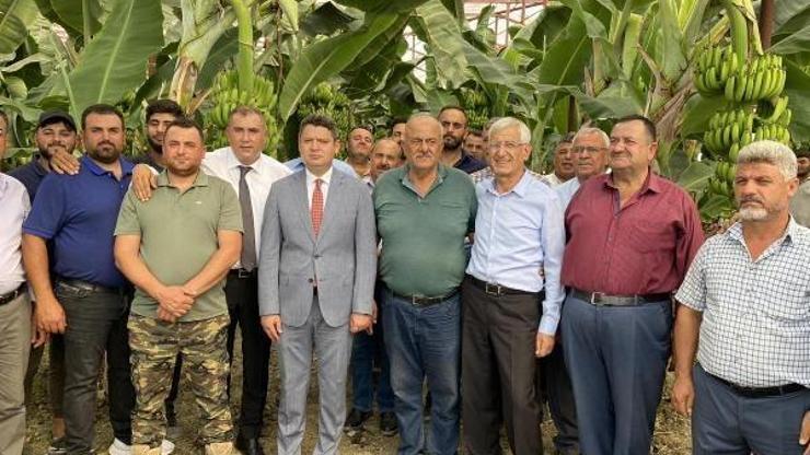 Arsuz’da muz hasadı başladı