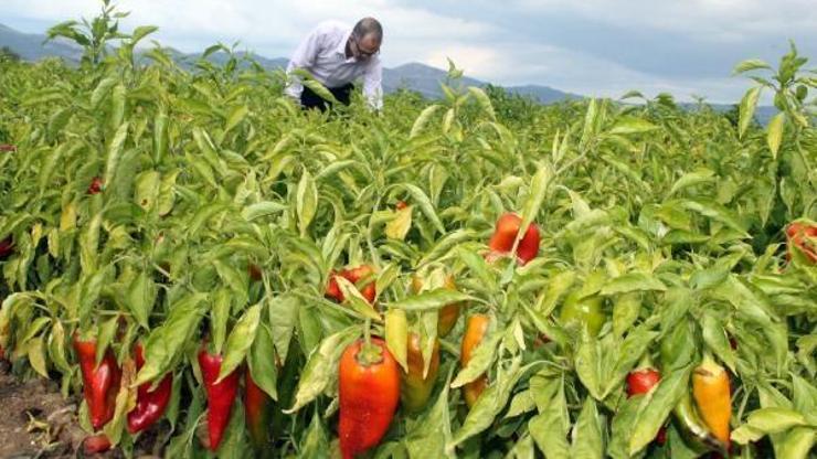 Yenişehir Ziraat Odası Başkanı: Çiftçi alın terinin karşılığını aldı