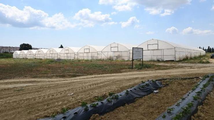 Süleymanpaşada kadın eli projesi kapsamında 44 sera kurayla sahibini buldu