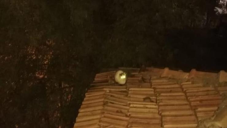 Batman’da çatıda mahsur kalan kediyi itfaiye kurtardı