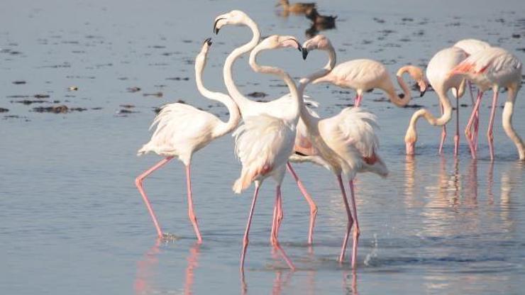 Flamingolar İzmit Körfezine akın etti