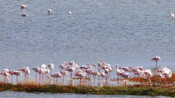 Kuş Oteli’nde flamingo sayısı bin 250’yi geçti