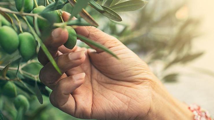 Kuraklık İspanyayı vurdu, zeytin hasadı yarı yarıya düşecek