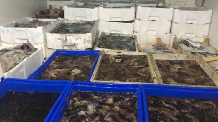 Çanakkalede 1 ton deniz patlıcanı ele geçirildi
