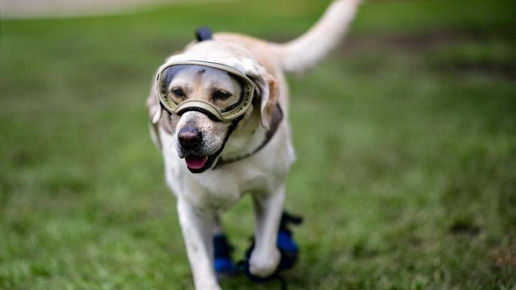 Meksikanın kahraman köpeği Frida hayatını kaybetti