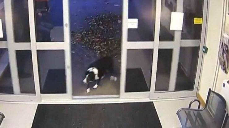 İngilterede sahibini kaybeden akıllı köpek polise başvurdu