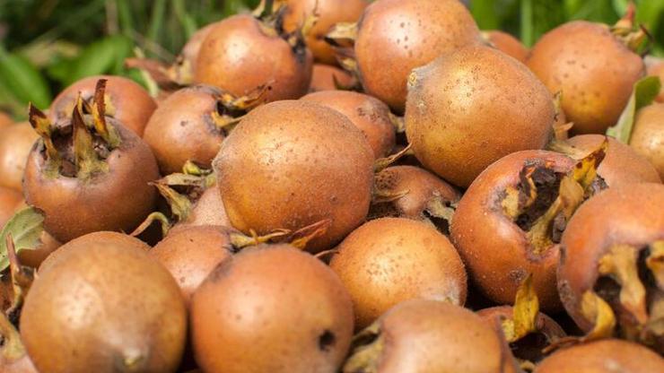 Pazar tezgahlarındaki şifa deposu: Bağırsaklar için en doğal müshil