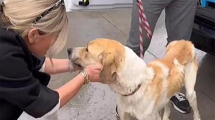 Fenomen Meriç Keskin, Konyadaki barınaktan köpek sahiplendi