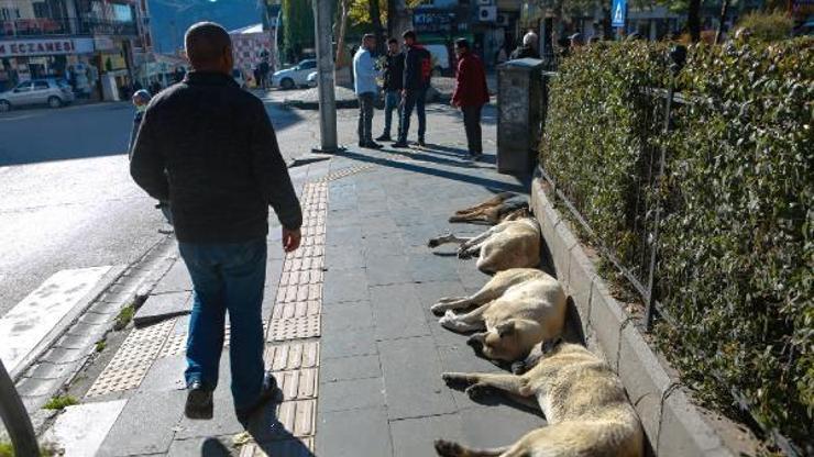 Tunceli’de son 10 yılda sokak hayvanlarına şiddet olmadı