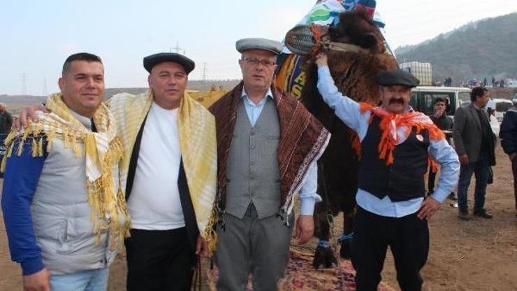 Alaşehirde deve güreşleri ilgi gördü