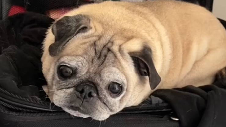 TikTok ünlüsü pug cinsi köpek hayatını kaybetti