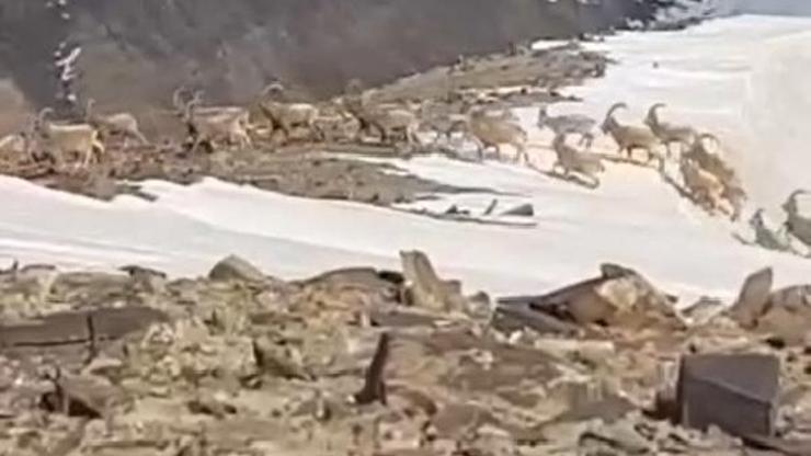 Hakkaride yüzlerce dağ keçisi görüntülendi