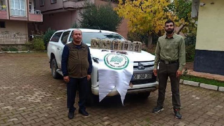Gaziantepte kaçak avcılar suçüstü yakalandı