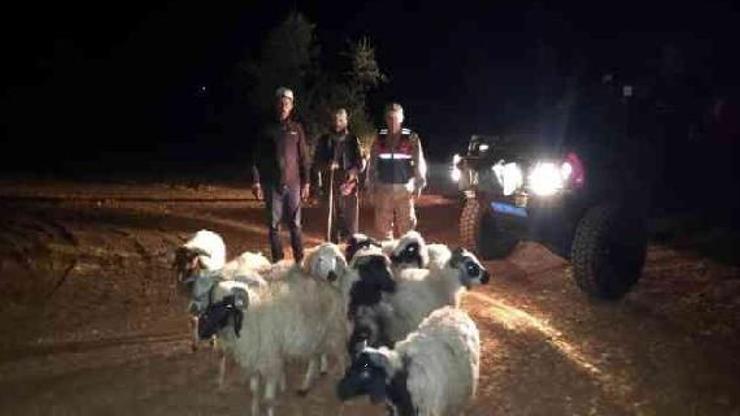 Kiliste, kaybolan koyunları jandarma buldu