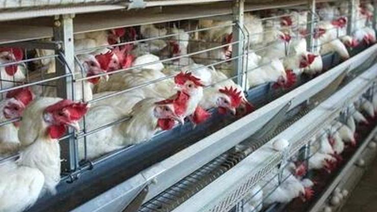 Tavuk eti üretimi yüzde 2,3 arttı