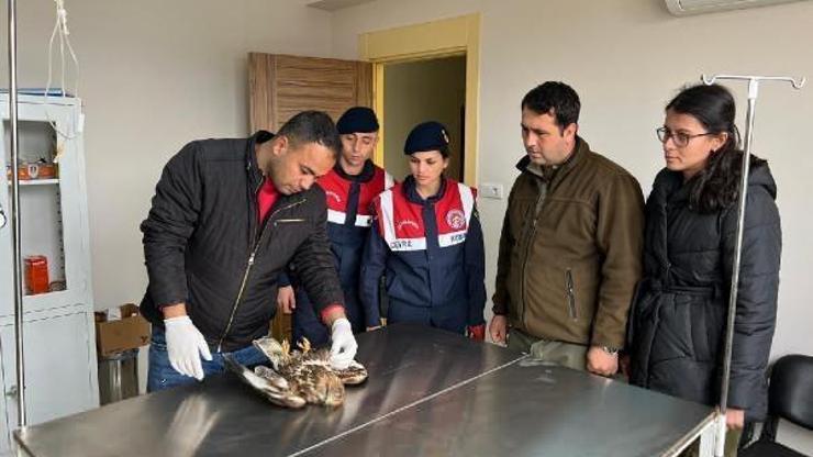Kilis’te; yaralı şahin tedaviye alındı