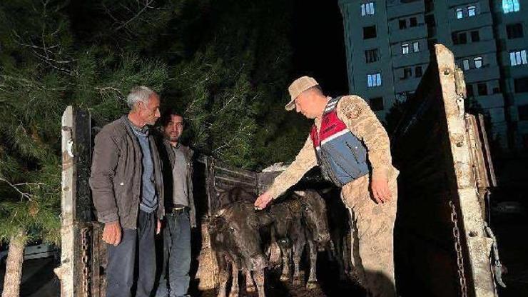 Diyarbakır’da büyükbaş hayvan hırsızlığı şüphelisi 2 kişi tutuklandı