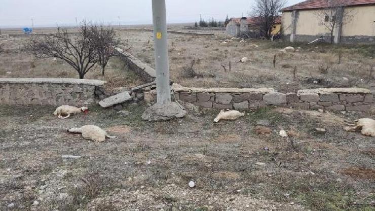 Konyada 35 gebe koyun telef oldu