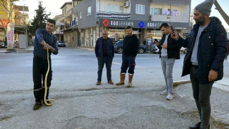 İş yeri çalışanları çıplak elleriyle yakaladıkları yılanla oynayıp doğaya saldılar