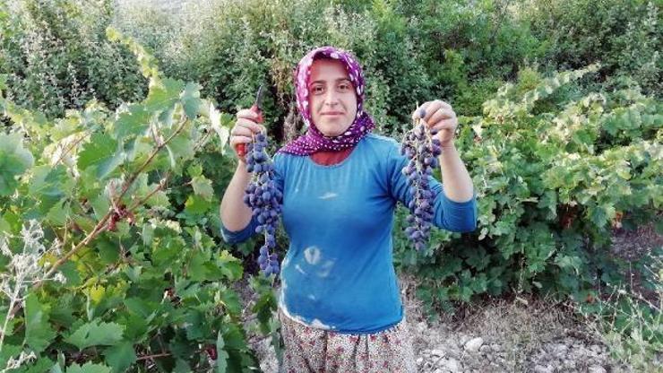 Yazır üzümü için coğrafi işaret çalışması