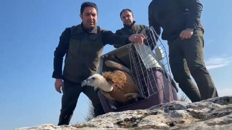 Şanlıurfa’da tedavisi tamamlanan kızıl akbaba doğaya salındı