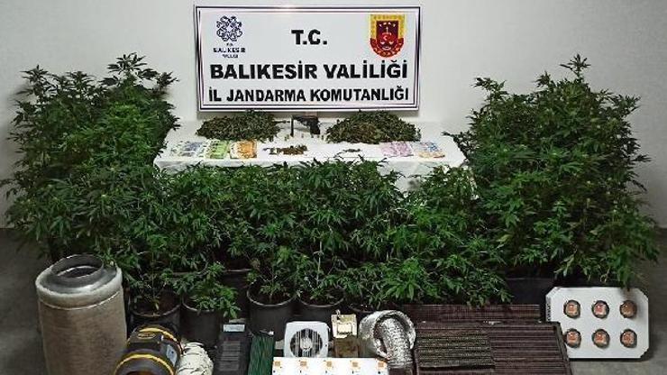 Balıkesirde 30 kök kenevir bitkisi ele geçirildi