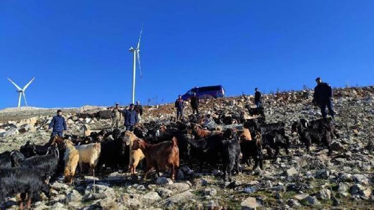 Gaziantepte, kaybolan 90 keçiyi jandarma buldu