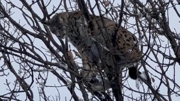 Tunceli’de köpeklerin saldırısından korunmak için ağaca çıkan vaşak kurtarıldı