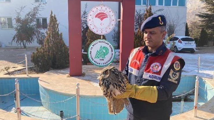 Yaralanan kulaklı orman baykuşu tedaviye alındı