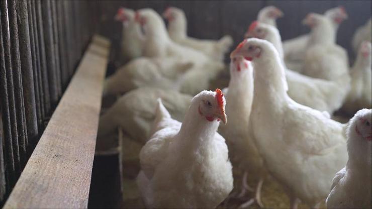 Küresel kuş gribi salgını ‘tarihteki’ en üst seviyesinde