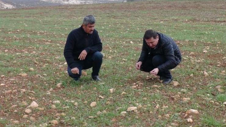 Kilis’te yağışlar çiftçileri sevindirdi