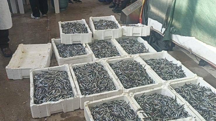 Bilecik’teki festivalde 2 ton hamsi dağıtıldı