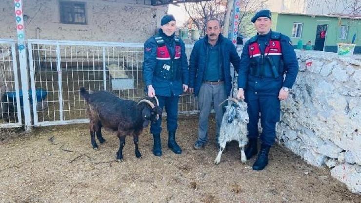 Aksaray’dan çalınan keçiler, Ankara’da bulundu