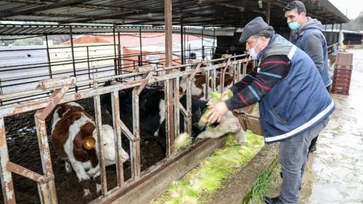 Buca Belediyesi hasıl yem üretiminde kapasiteyi günde 5 tona çıkarttı