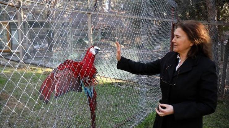 Kurtarılan yaban hayvanları, hayvanat bahçesinde güven içinde yaşıyor
