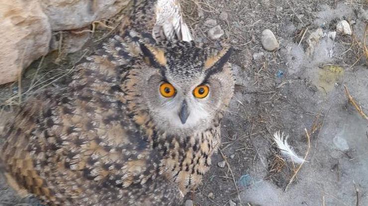 Kayseride yaralı baykuş tedavi altına alındı