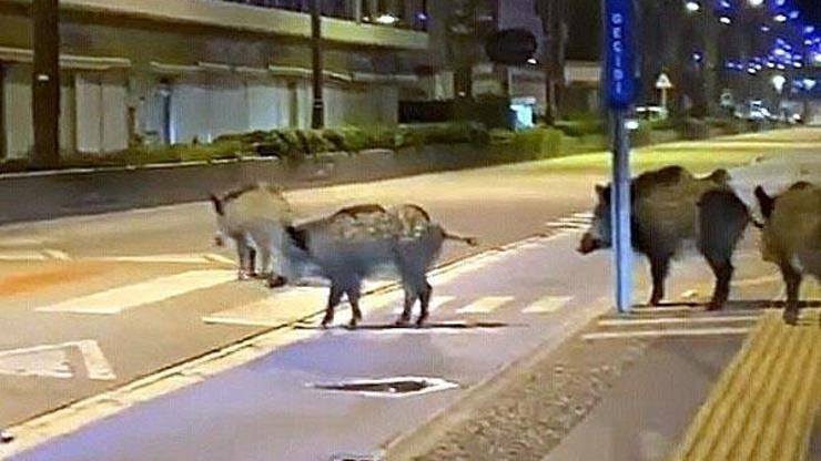 Şehirli domuz bunlar, yol verin