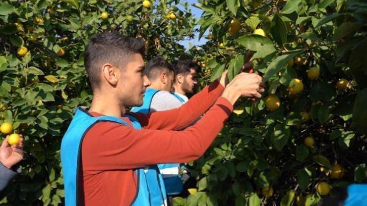 Üniversite öğrencileri limon bahçesinde