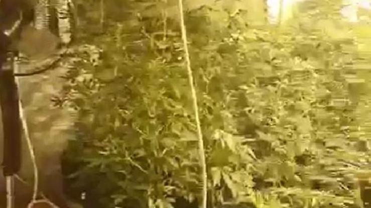 Uyuşturucu için evde sera kuran 4 kişi gözaltına alındı