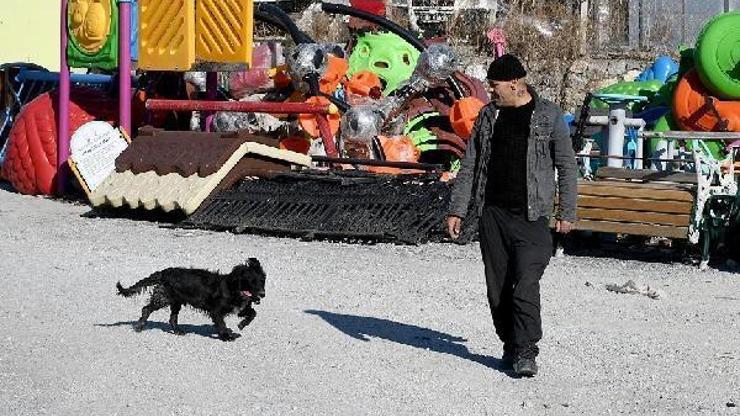 Felçli köpek Karam, ilgi ve sevgiyle yeniden yürümeye başladı